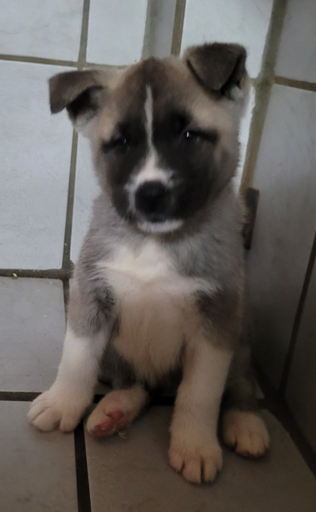 Des marais de courmont - Chiots disponibles - Akita americain