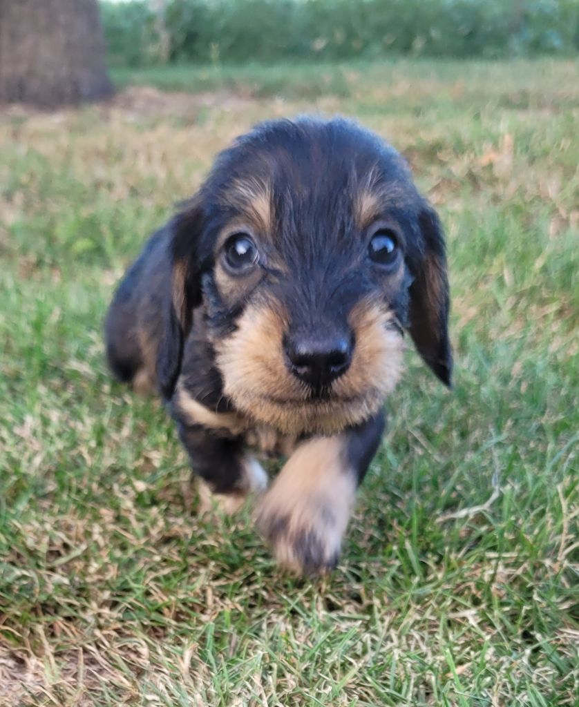 Des marais de courmont - Chiots disponibles - Teckel poil dur