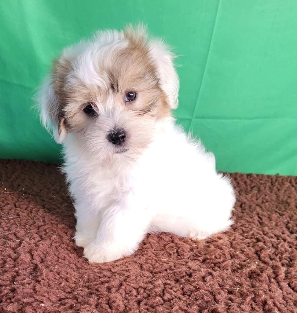 Des marais de courmont - Chiots disponibles - Coton de Tulear