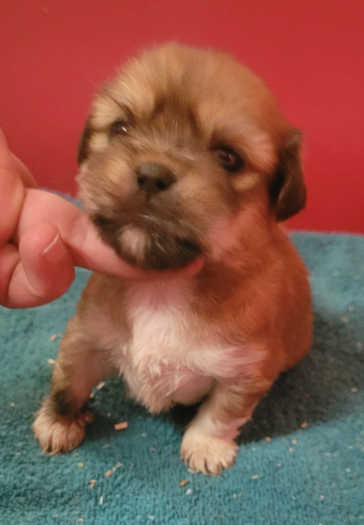 Des marais de courmont - Chiots disponibles - Lhassa Apso