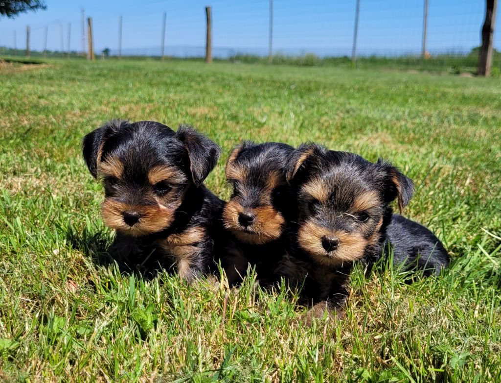Des marais de courmont - Chiots disponibles - Yorkshire Terrier