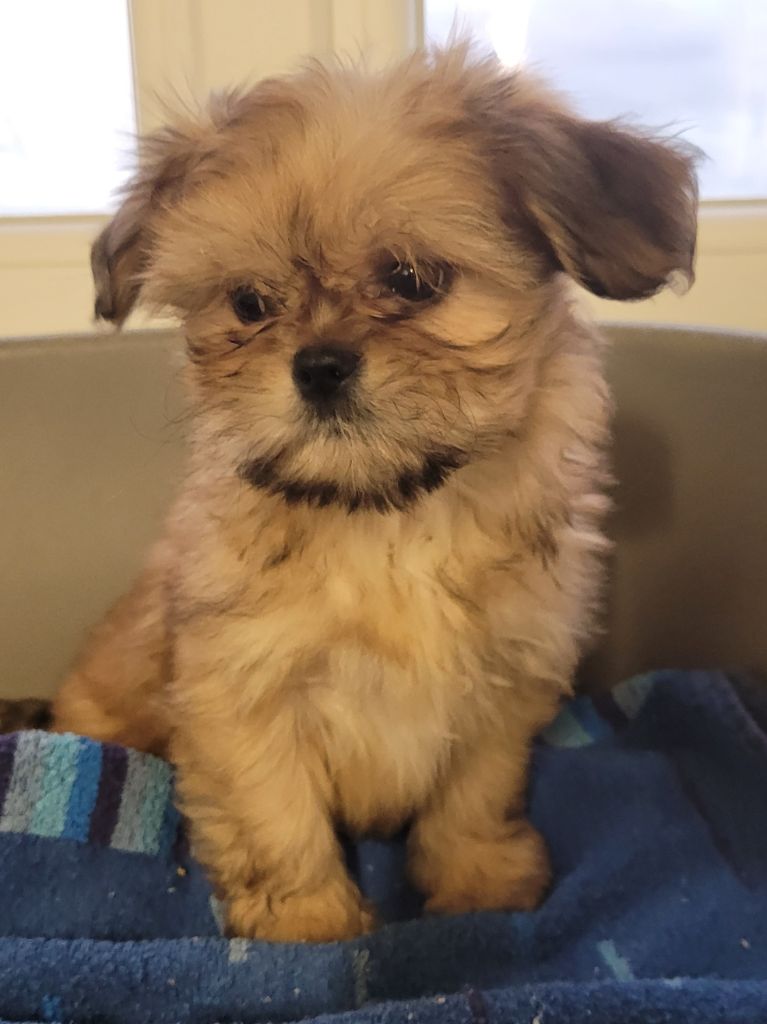 Des marais de courmont - Chiots disponibles - Lhassa Apso