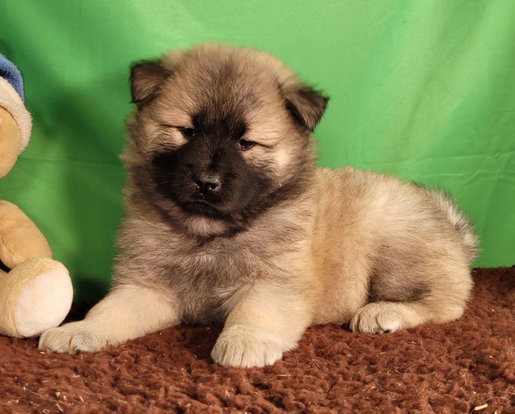 Des marais de courmont - Chiots disponibles - Eurasier